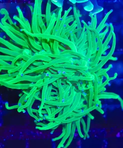 Wysiwyg Electric Green Torch Coral (C32)