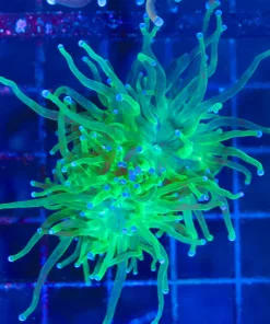 Wysiwyg Electric Green Torch Coral (C37)