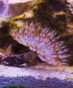 Wyswiyg White Feather Duster (Inverts )
