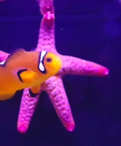 Wysiwyg Naked Clownfish *pickup only* (Inverts row 1 - Bunker 1)