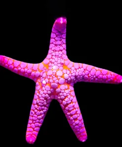 Wysiwyg Volcano Starfish #1