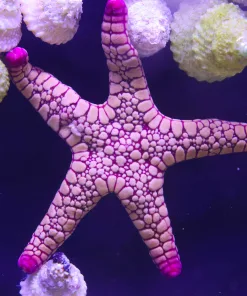 Wysiwyg Volcano Starfish #2