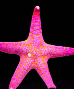 Wysiwyg Volcano Starfish #3