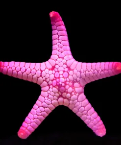 Wysiwyg Volcano Starfish #4