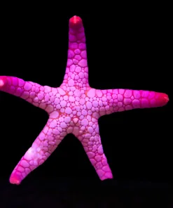 Wysiwyg Volcano Starfish #5