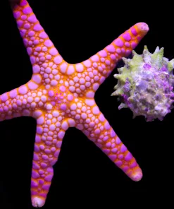 Wysiwyg Volcano Starfish #6