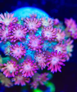 Wysiwyg Unique Flowerpot Coral Farg [F13]