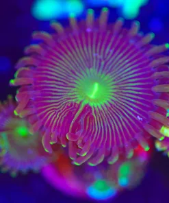 Wysiwyg Milkyway Zoanthid Frag [F17]