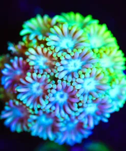 Wysiwyg Flowerpot Coral Frag [F26]