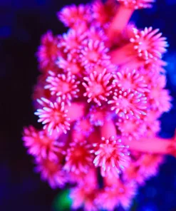 Wysiwyg Flowerpot Coral Frag [F31]