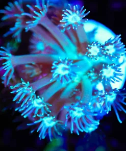 Wysiwyg Flowerpot Coral [F49]