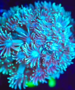 Wysiwyg Flowerpot Coral Frag [F51]