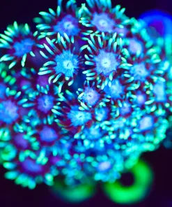 Wysiwyg Unique White Mouth FLowerpot Coral Frag [F55] *Free Shipipng ! Minimum $249 livestock spend*