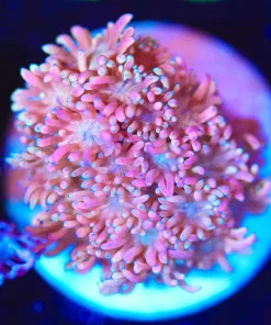 Wysiwyg Small Flowerpot Coral Frag [F124]