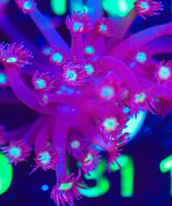 Wysiwyg Xtra Long Tentacle Yellow Eye Purple Sweeping Flowerpot Coral Frag [F131] *one of a kind*