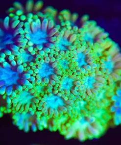 Wysiwyg Flowerpot Frag [F144]