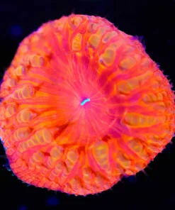 Wysiwyg Flamethrower Blastomussa Frag [F8]