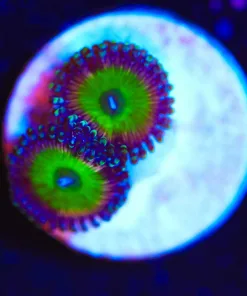 Wysiwyg Candy Apple Pink Zoanthid Frag [F14]