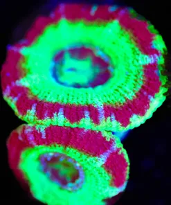 Wysiwyg Death Laser Acan Frag [F16]