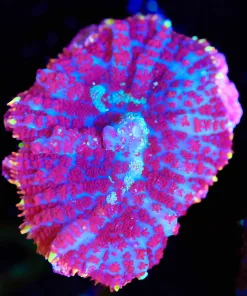 Wysiwyg Unique Rhodactis Mushroom Frag [F22]