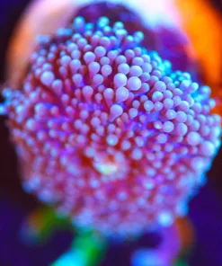 Wysiwyg Florida Ricordea Frag [F23]