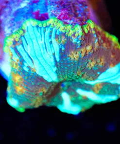 Wysiwyg Green Lightning Mushroom Frag [F30] *Free shipping $249 minimum livestock spend*