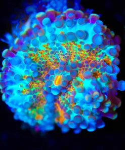 Wysiwyg Rainbow Yuma Frag [F40] *Free shipping - Minimum $249 Live stock spend*