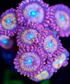 Wysiwyg Wonka Berry Zoanthid Frag [F52] *New Release*