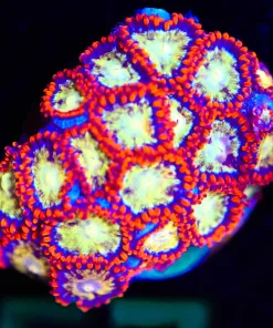 Wysiwyg BRIGHT Ninja Star Zoanthid Frag [F57] *Deepwater Japanese Zoa*