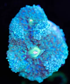 Wysiwyg Blue Ricordea Frag [F62]