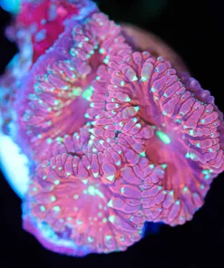 Wysiwyg Blasto Coral Frag [F63]