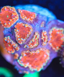 Wysiwyg Blasto Frag [F64] *showing some sign of tissue recession * :( no arrive lalive gauantee