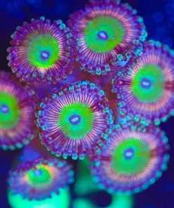 Wysiwyg Raptor Rainbow Zoanthid Frag [F65]