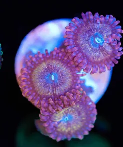 Wysiwyg Zoanthid Frag [F66]