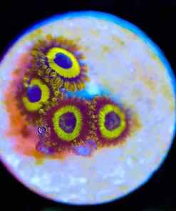 Wysiwyg Small Zoa Frag [F69]