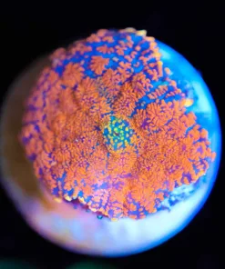 Wysiwyg Rdhoactis Mushroom Coral Frag [F79] *Free shipping! Minimum $199 livestock spend*
