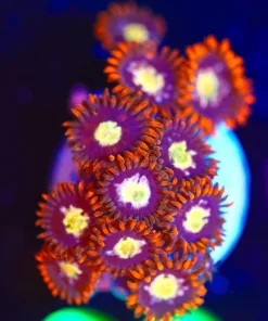 Wysiwyg Sun Storm Zoanthid Frag [F80]