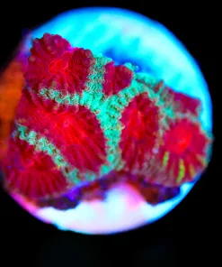 Wysiwyg Small Favia Frag [F81]