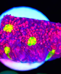 Wysiwyg Purple Watermelon Chalice Frag [F84] *Rare*