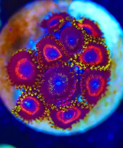 Wysiwy Zoanthid Frag [F86]