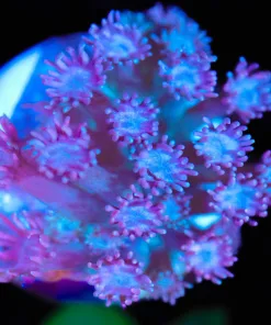 Wysiwyg Flowerpot Coral Frag [F91]