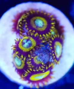 Wysiwyg Black Hole Sun Small Zoanthid Frag [F92]
