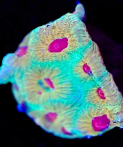 Wysiwyg Fascination Frag [F95]