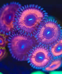 Wysiwyg Bubblegum Zoanthid Frag [F98]