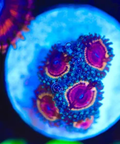 Wysiwyg Zoanthid Frag [F101]