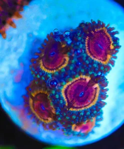 Wysiwyg Small Pink Zoanthid Frag [F54]