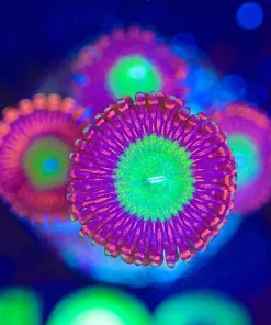 Wysiwyg Candy Apple Zoa Frag [F102]