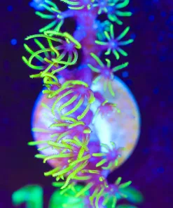 Wysiwyg Small GSP Frag [F106]