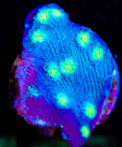 Wysiwyg Small Chalice Frag [F107]