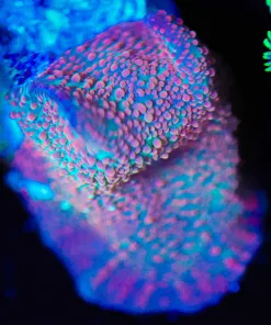 Wysiwyg Mushroom Coral [F112]
